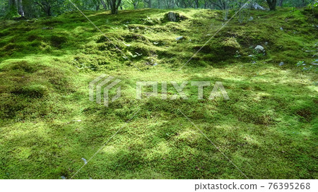 An image of a garden with gentle sunlight and sunlight shining through the moss garden, which is gently illuminated. An image of a garden with gentle sunlight and sunlight shining through the moss garden, which is gently illuminated. 76395268