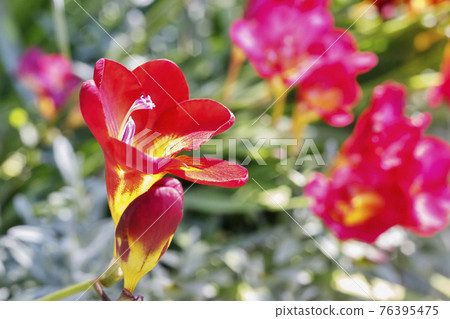 Red flowers of freesia close up 76395475