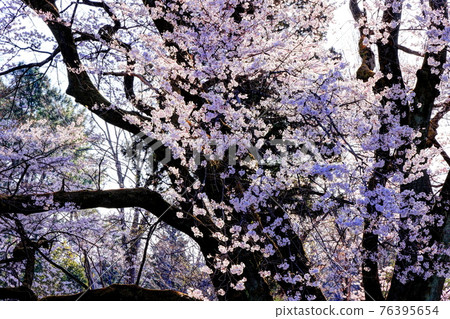 Cherry blossoms in Hachigata Castle 76395654