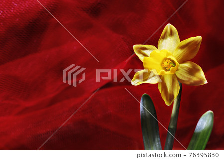 Daffodil flower on red background 76395830