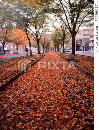 Sendai Jozenji-dori Autumn Jozenji-dori Fallen leaves Sendai Jozenji-dori Autumn Jozenji-dori Fallen leaves 76396017