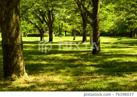 Scenery of Nishinomaru Garden in Osaka Castle in summer Scenery of Nishinomaru Garden in Osaka Castle in summer 76396037