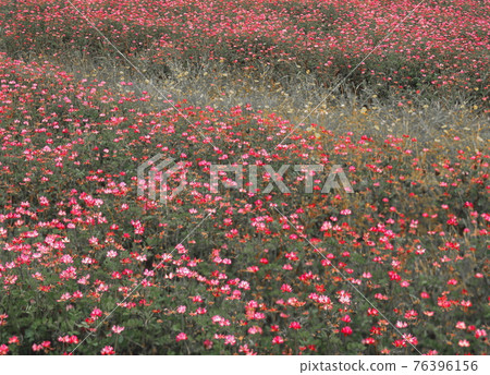Early spring Renge grass Spring flowers Early spring Renge grass Spring flowers 76396156
