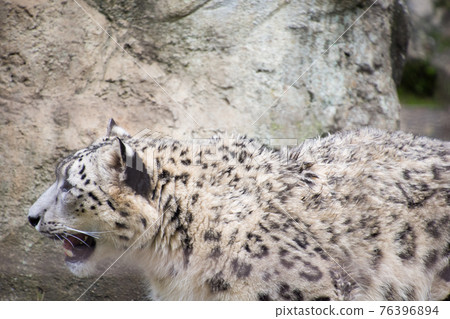 Snow leopard Snow leopard 76396894