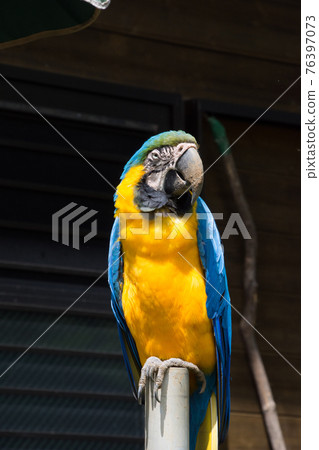 Ruri Macawo 76397073