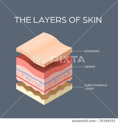 cross-section of human skin layers structure skincare medical concept flat cross-section of human skin layers structure skincare medical concept flat 76398433