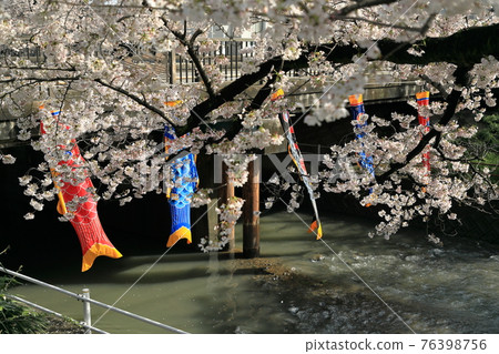 Relaxing with cherry blossoms 76398756