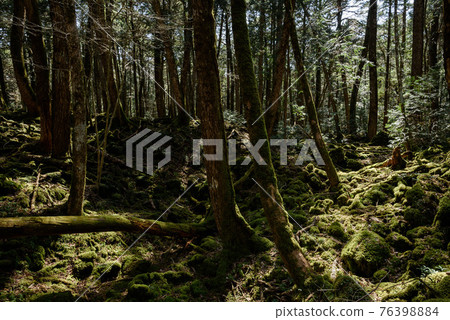In the dim forest (Aokigahara Jukai) In the dim forest (Aokigahara Jukai) 76398884