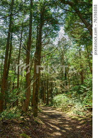 Aokigahara Jukai Promenade / Forest Bath Aokigahara Jukai Promenade / Forest Bath 76398888