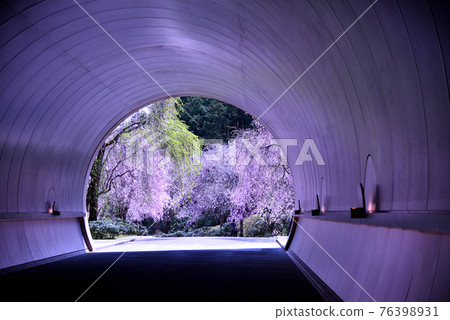 Miho Museum tunnel and cherry blossoms 76398931