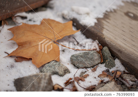 fallen leaves in winter fallen leaves in winter 76399093