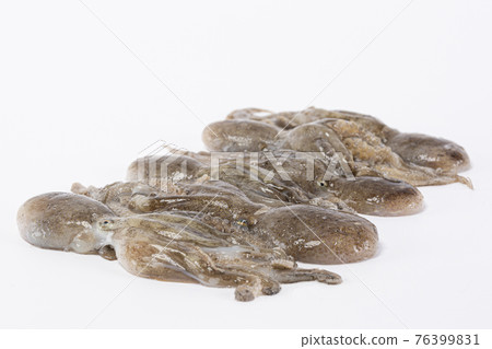 octopus, white background octopus, white background 76399831