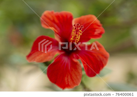 A flower grown on a stem A flower grown on a stem 76400061