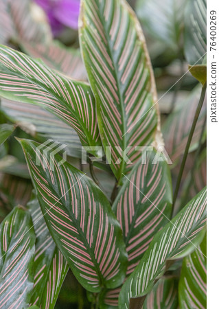 greenery concept, green plants and leaves 76400269