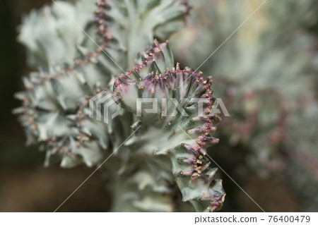 cactus flower cactus flower 76400479