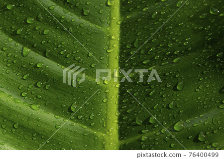 greenery concept, green plants and leaves 76400499