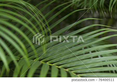 greenery concept, green plants and leaves greenery concept, green plants and leaves 76400511