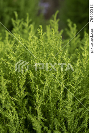 rosemary herb rosemary herb 76400518