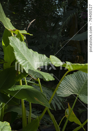 greenery concept, green plants and leaves 76400527