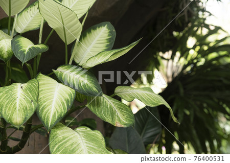 greenery concept, green plants and leaves 76400531