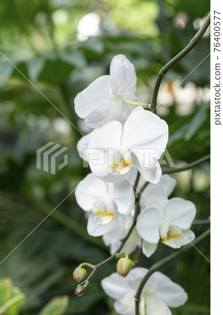 white flower with plants background 76400577