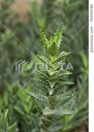 greenery concept, green plants and leaves 76400596