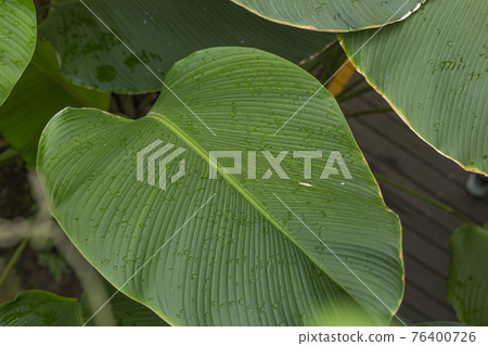 greenery concept, green plants and leaves 76400726
