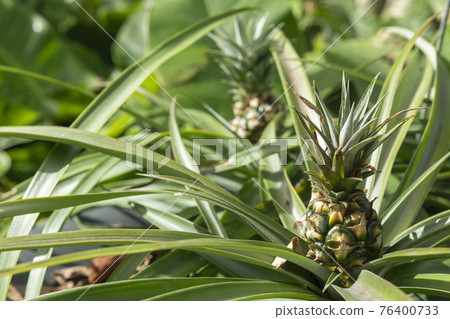 pineapple and green plants 76400733