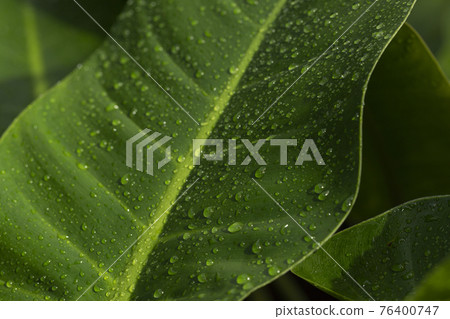 greenery concept, green plants and leaves greenery concept, green plants and leaves 76400747