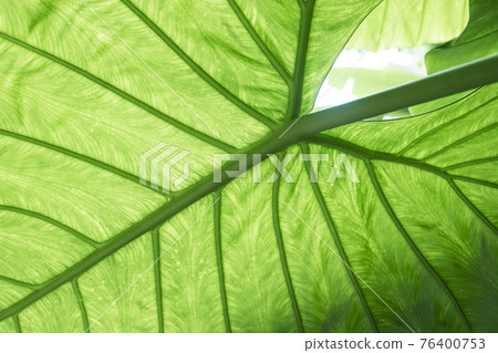 greenery concept, green plants and leaves 76400753