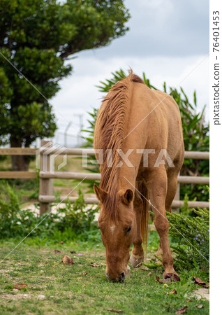 Horses eating grass 76401453