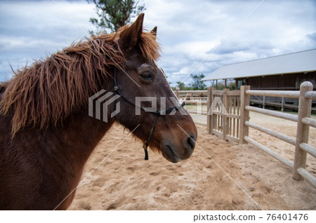 Horse's face 76401476