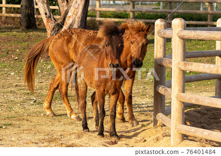 與那國馬和三崎馬(MIX) 與那國馬和三崎馬(MIX) 76401484