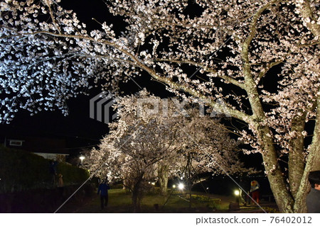 櫻桃樹亮起來 櫻桃樹亮起來 76402012