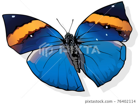 Orange Oak-leaf Butterfly 76402114