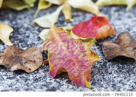 red leaf in autumn season arrangement flat lay postcard style on background cement floors 76402115