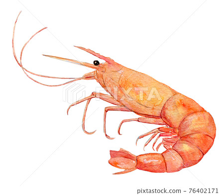 Watercolor illustration shrimp 76402171