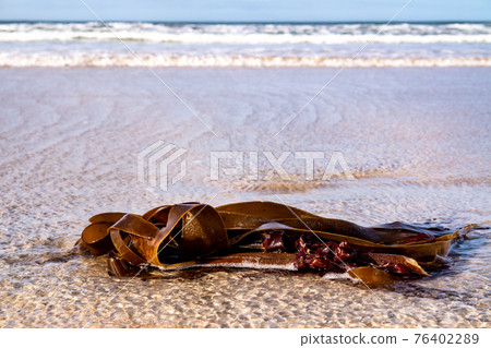 Seaweed on a beach in Portnoo County Donegal - Ireland 76402289