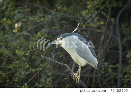 Black crowned or capped night heron bird portrait in natural green background at keoladeo national park or bharatpur bird sanctuary rajasthan india - Nycticorax nycticorax Black crowned or capped night heron bird portrait in natural green background at keoladeo national park or bharatpur bird sanctuary rajasthan india - Nycticorax nycticorax 76402395