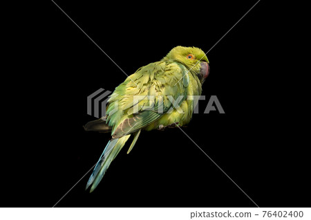Alexandrine parakeet or parrot portrait in isolated black background at keoladeo national park or bharatpur bird sanctuary rajasthan india - Psittacula eupatria Alexandrine parakeet or parrot portrait in isolated black background at keoladeo national park or bharatpur bird sanctuary rajasthan india - Psittacula eupatria 76402400