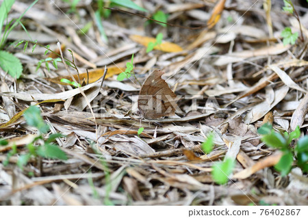 Autumn-type wintering individual of the evening brown butterfly (Kurogima butterfly) Autumn-type wintering individual of the evening brown butterfly (Kurogima butterfly) 76402867