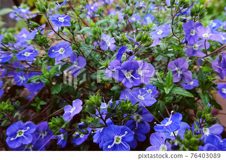 Veronica Oxford Blue to fill the screen Veronica Oxford Blue to fill the screen 76403089