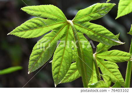 Young leaves of Yatsude (Hachite) 76403102