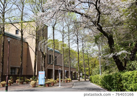 Machida City Serigaya Park International Print Museum, Cherry Blossoms in Full Bloom and Fresh Green 76403166