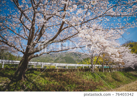 Ide Tamagawa Sakura Spring Image 76403342