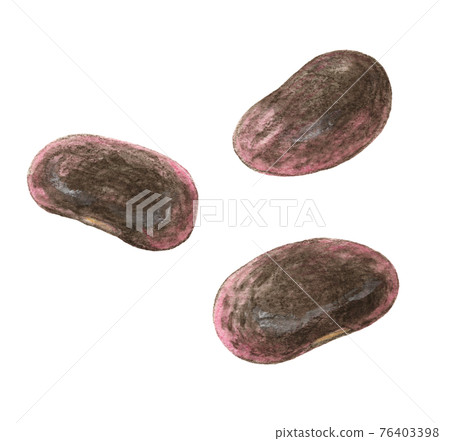 3 purple flower beans, watercolor pencil drawing 3 purple flower beans, watercolor pencil drawing 76403398