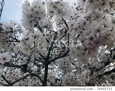 Cherry tree in the neighborhood 76403733