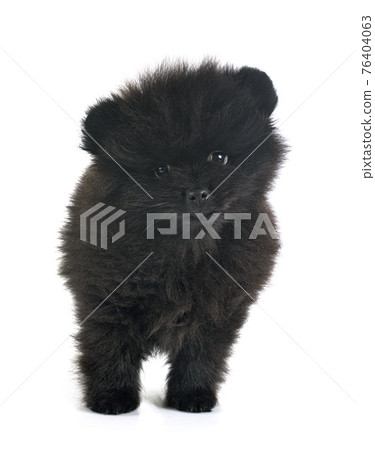 puppy pomeranian in studio 76404063
