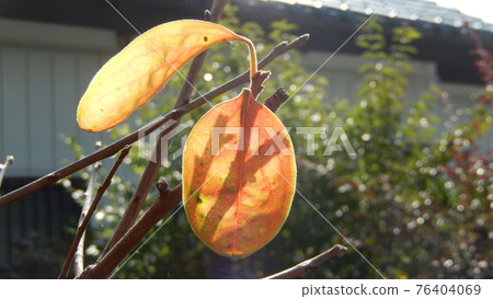 Shadowy leaves Shadowy leaves 76404069