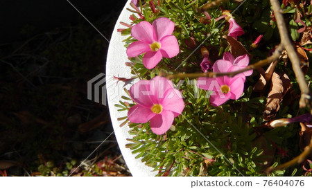 Pictorial flowers 76404076